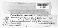 Mycosphaerella punctiformis image